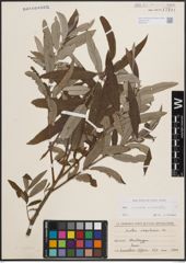 Foto von Salix cinerea L. x Salix viminalis L.